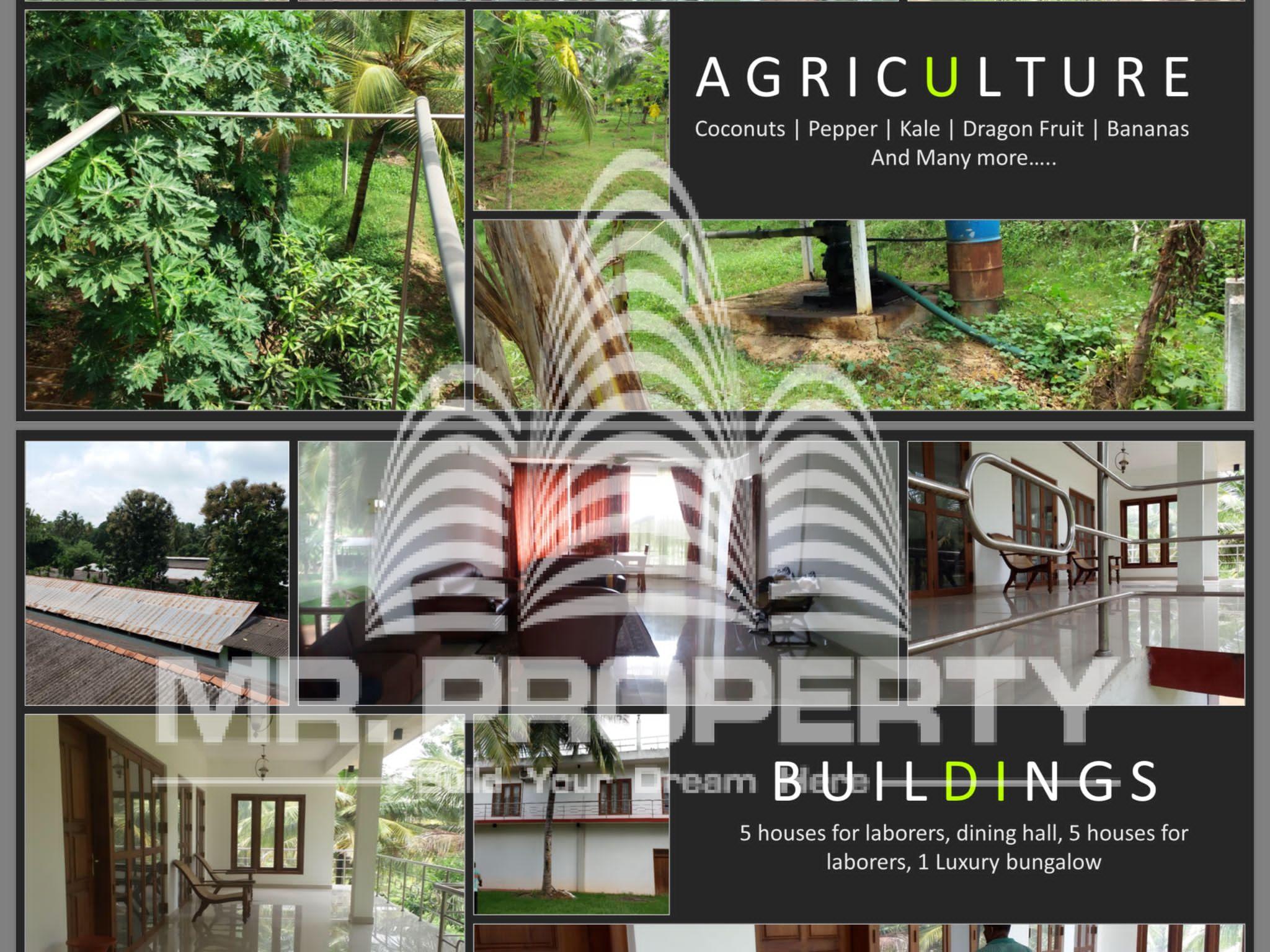 kurunegala agriculture land and farm for sale