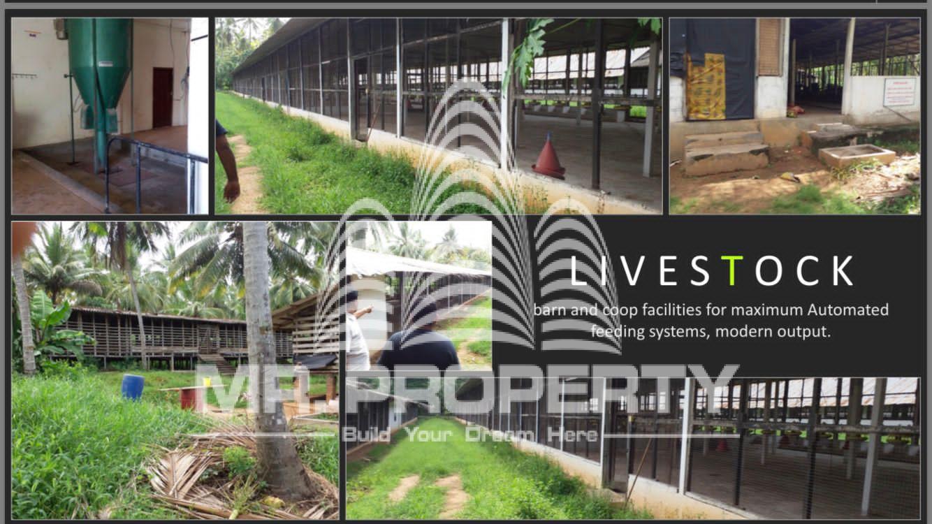 kurunegala agriculture land and farm for sale