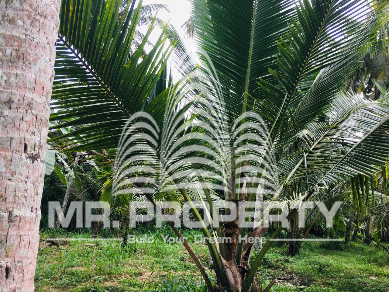 Land for sale minuwangoda