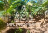 Land for sale walimada