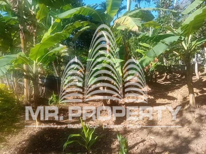 Land for sale walimada