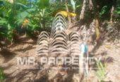 Land for sale walimada