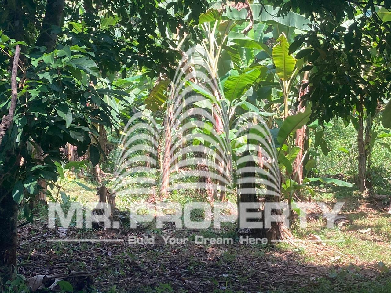 Land for sale delgoda town