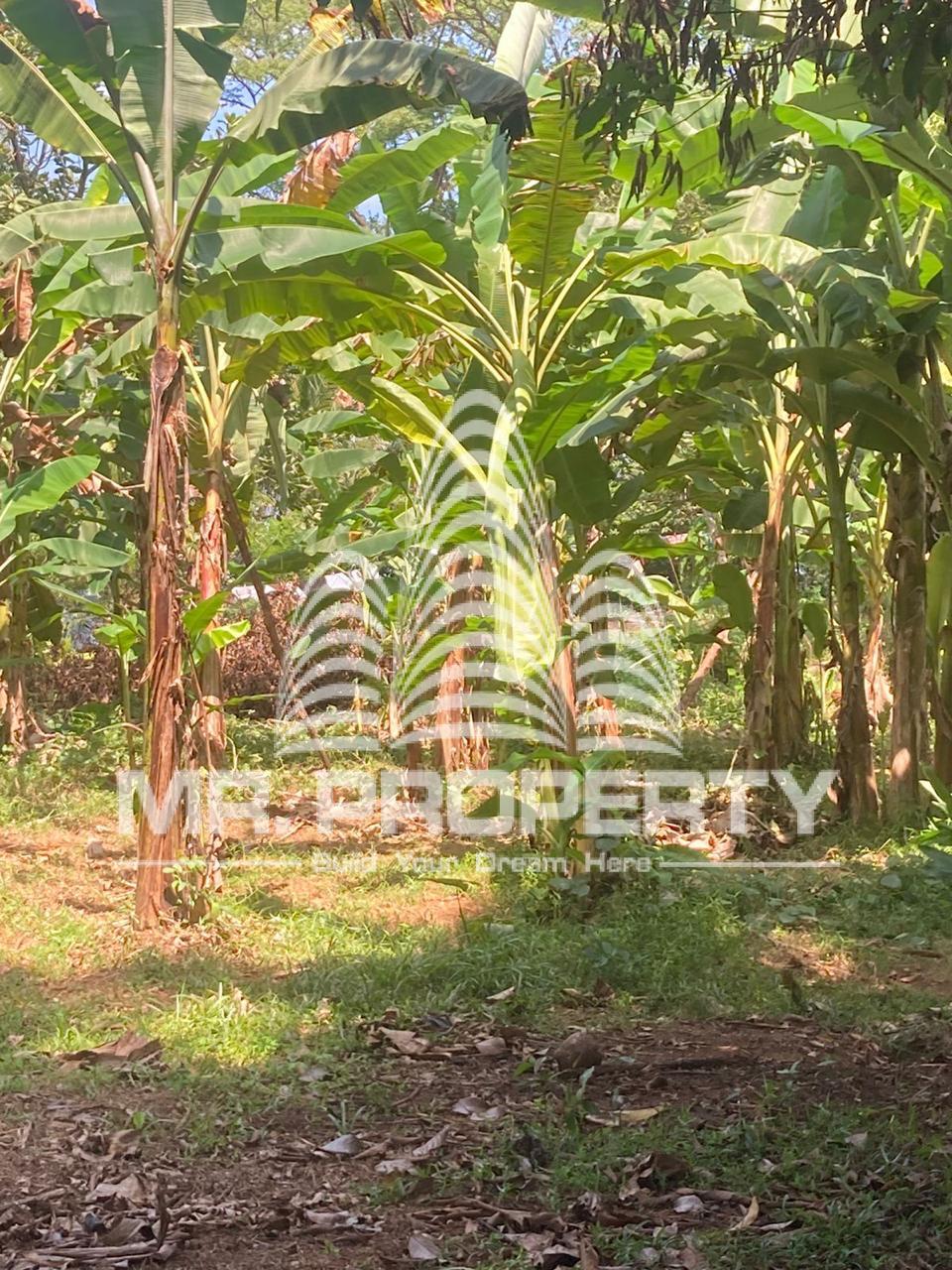Land for sale delgoda town