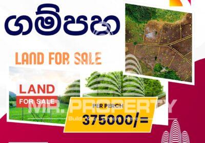 WhatsApp-Image-2025-02-13-at-11.06.20