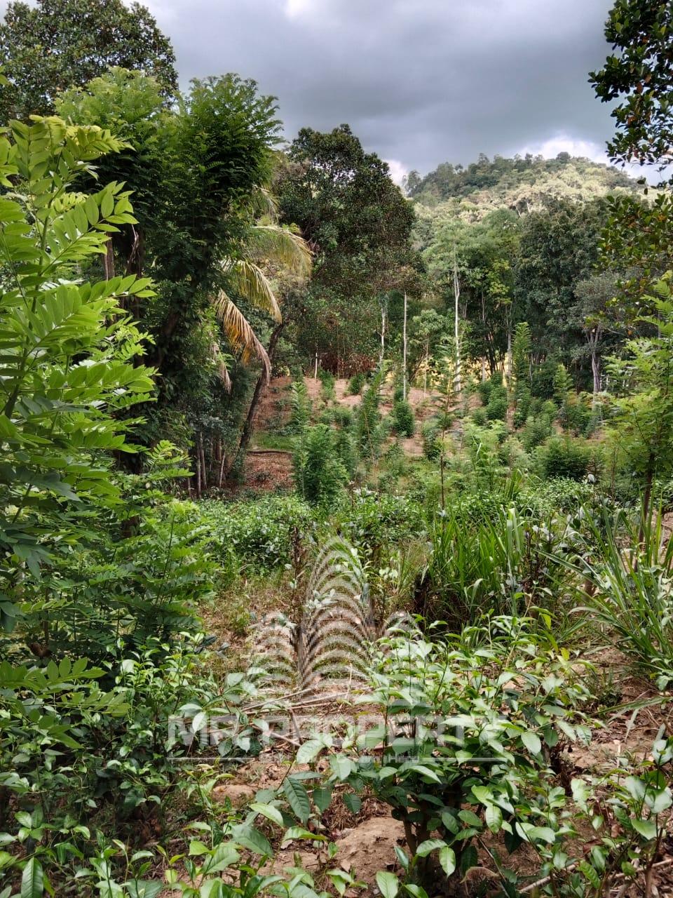 LAND FOR SALE GELIOYA