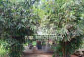 LAND AND HOUSE FOR SALE